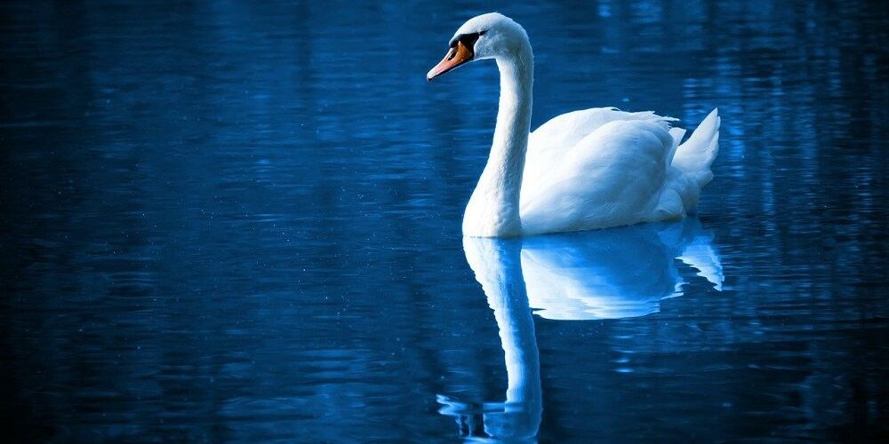 significado de ver numeros capicua en numerologia números espejos